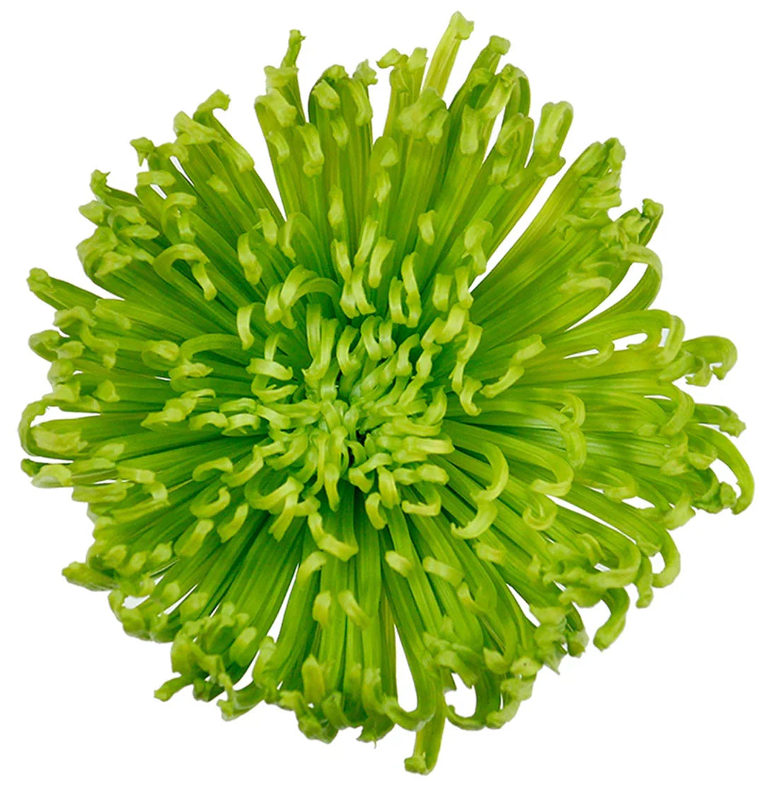 SPIDER MUM - GREEN