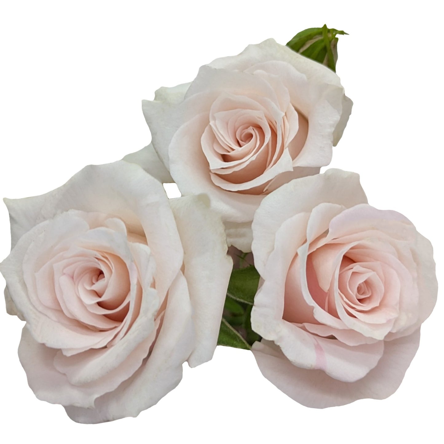 SPRAY ROSE - CHAMPAGNE MAJOLIKA