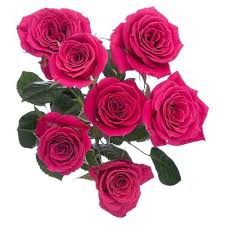 SPRAY ROSE - HOT PINK