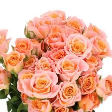 SPRAY ROSE - SUNDIAL PEACHY PINK