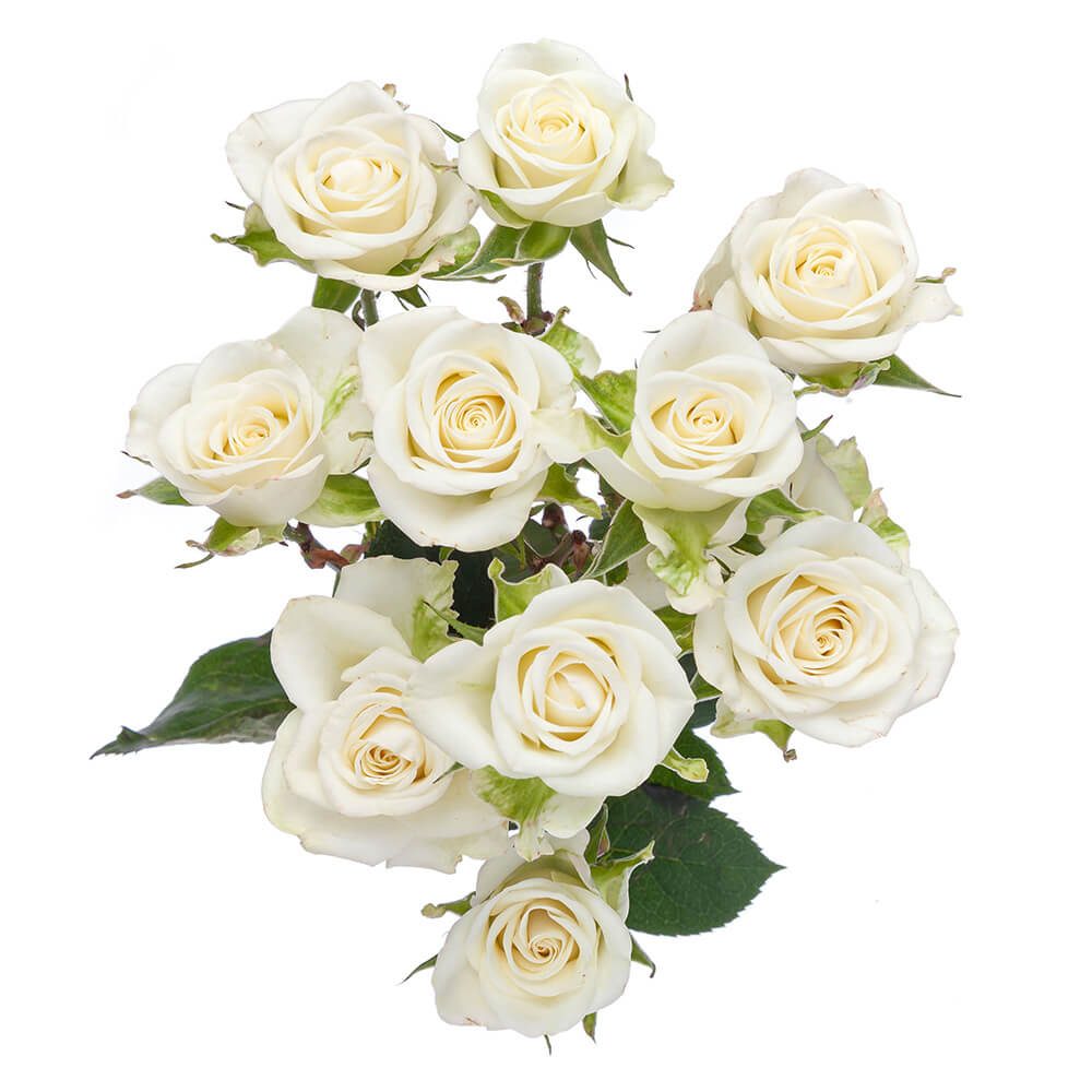 SPRAY ROSE - WHITE SNOWFLAKE
