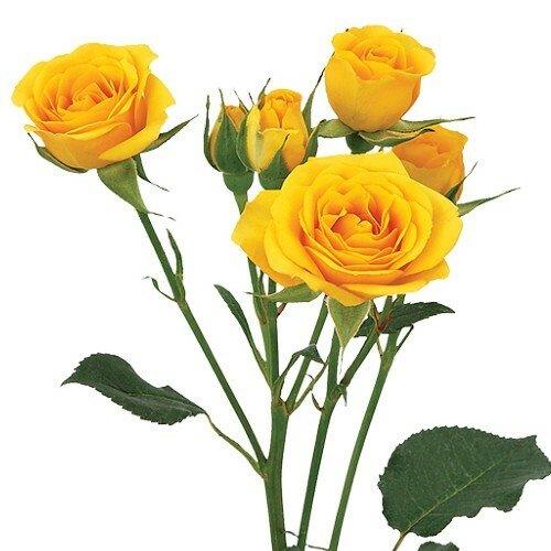 SPRAY ROSE - YELLOW BABE