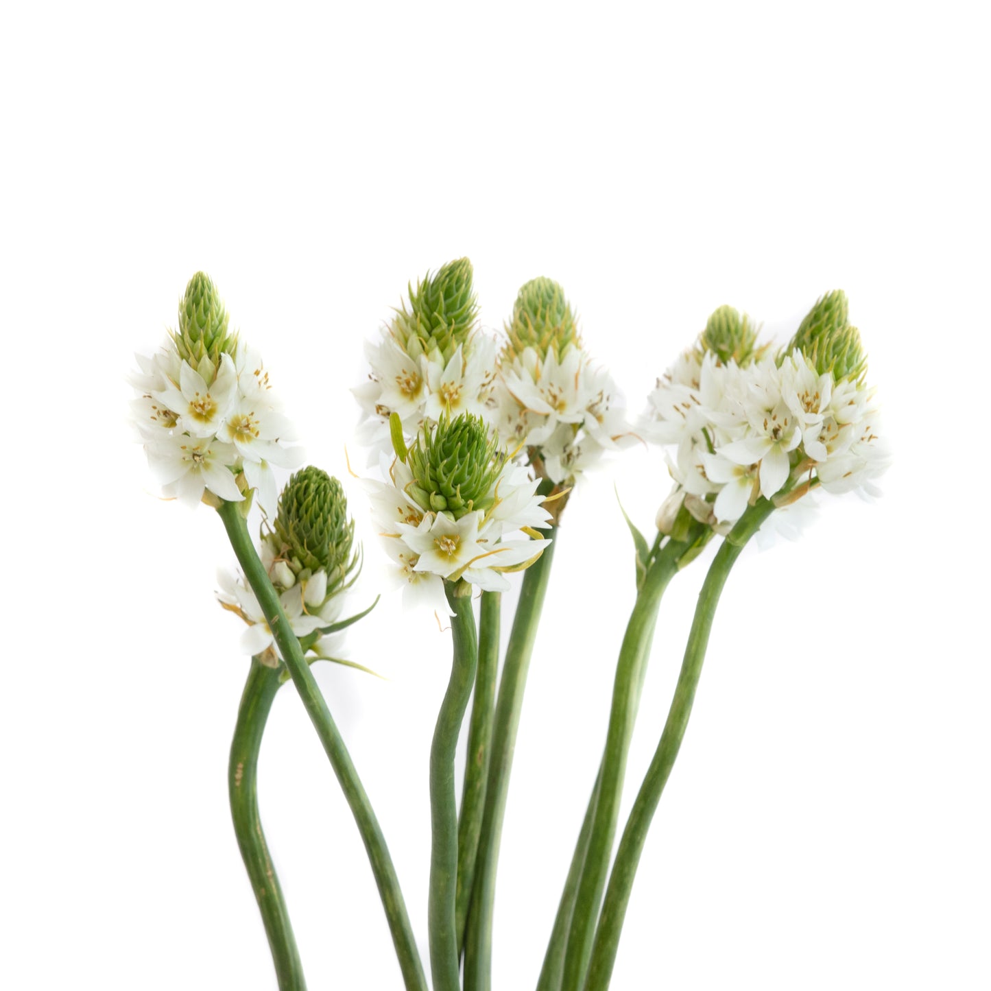STARS OF BETHLEHEM