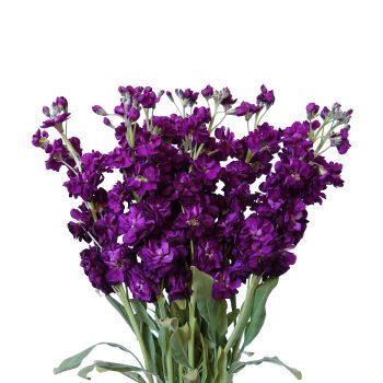 STOCK - PURPLE