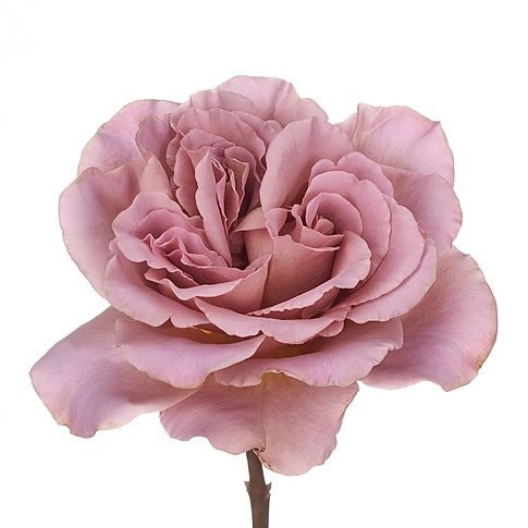 ROSE - BROWN CAFE LATTE