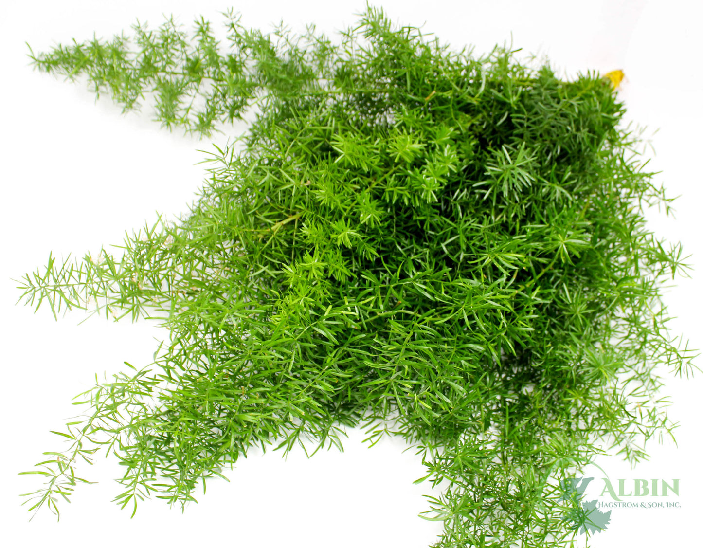 GREENERY - SPRINGERII