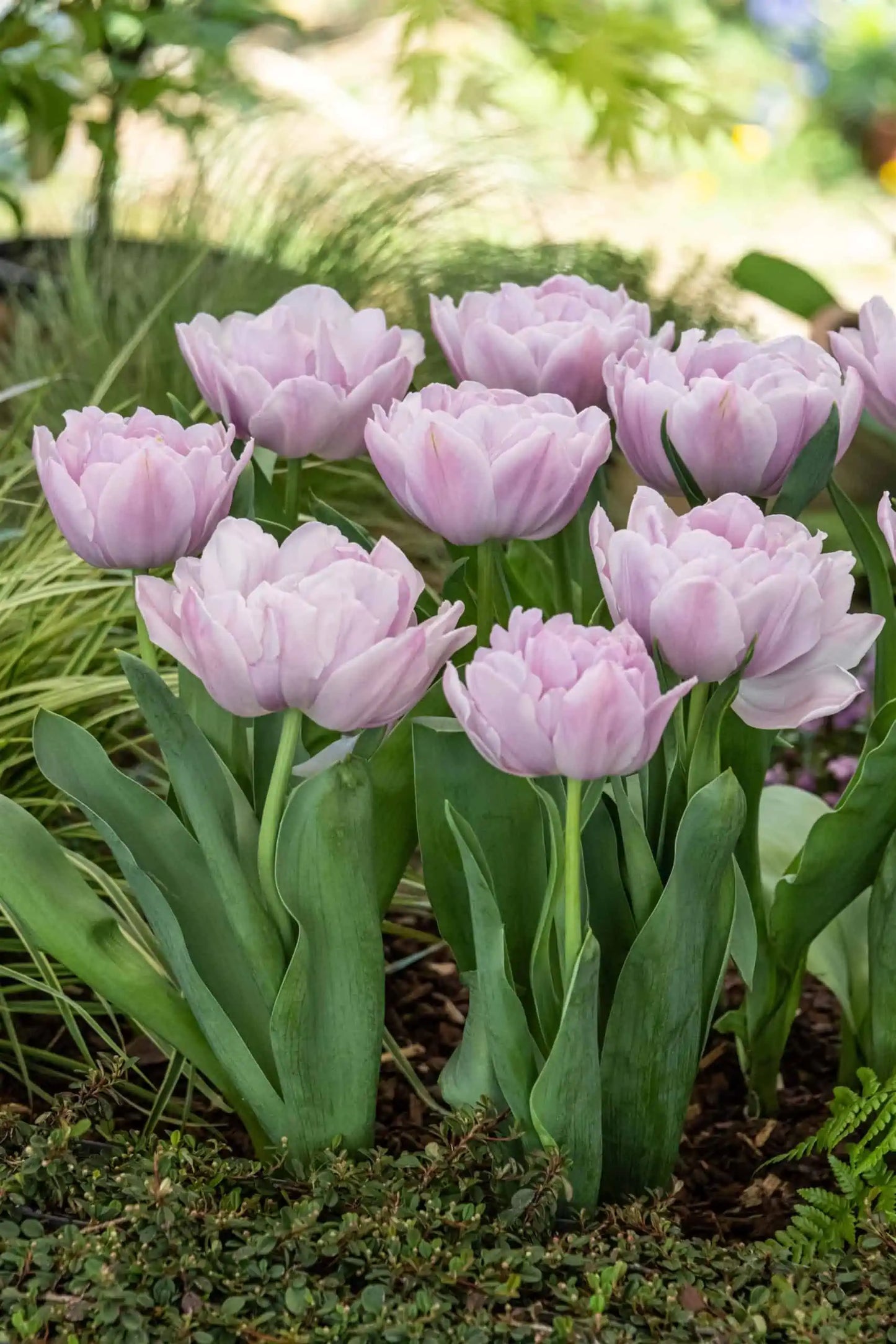 TULIPS - DOUBLE LAVENDER