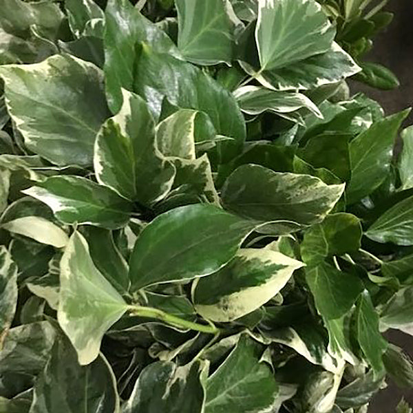 GREENERY - VARIEGATED BUSH IVY