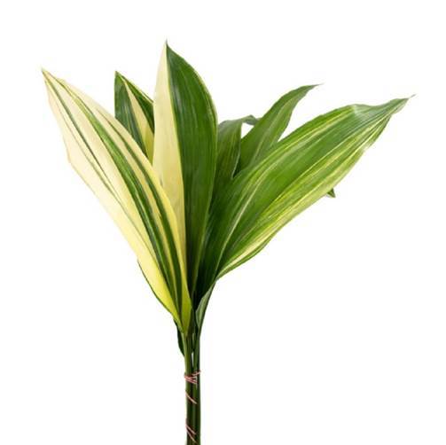 GREENERY - VARIEGATED ASPIDISTRA