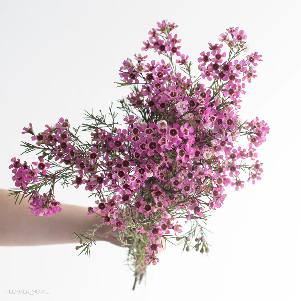 WAXFLOWER - PINK