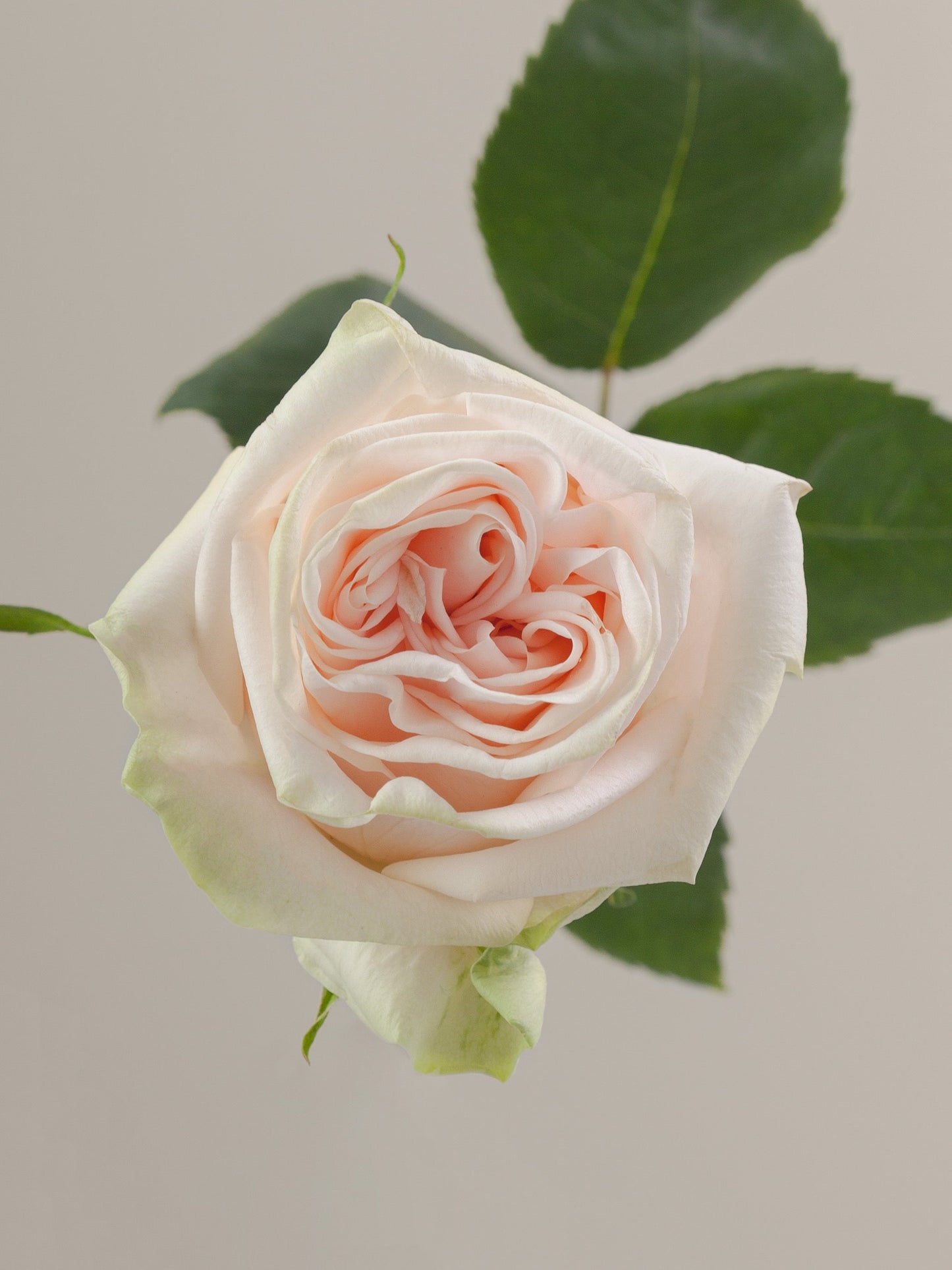 GARDEN ROSE - CREAM WEDDING SPIRIT