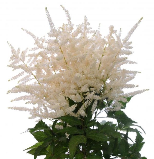 ASTILBE - WHITE