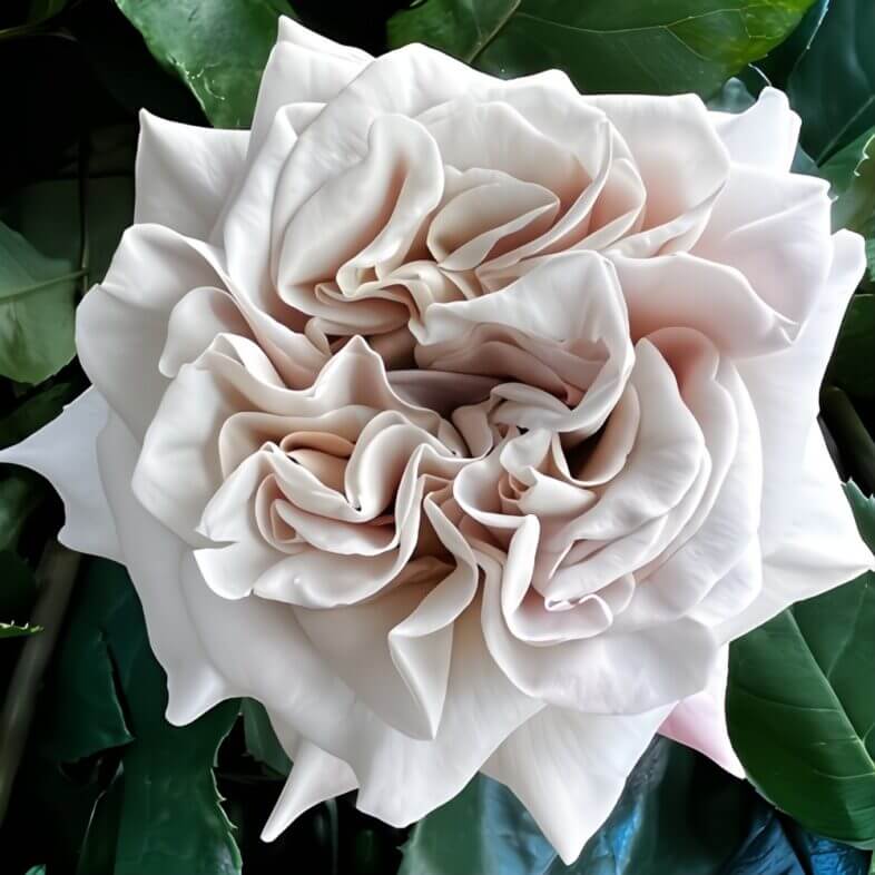 GARDEN ROSE - BEIGE WESTMINISTER ABBEY