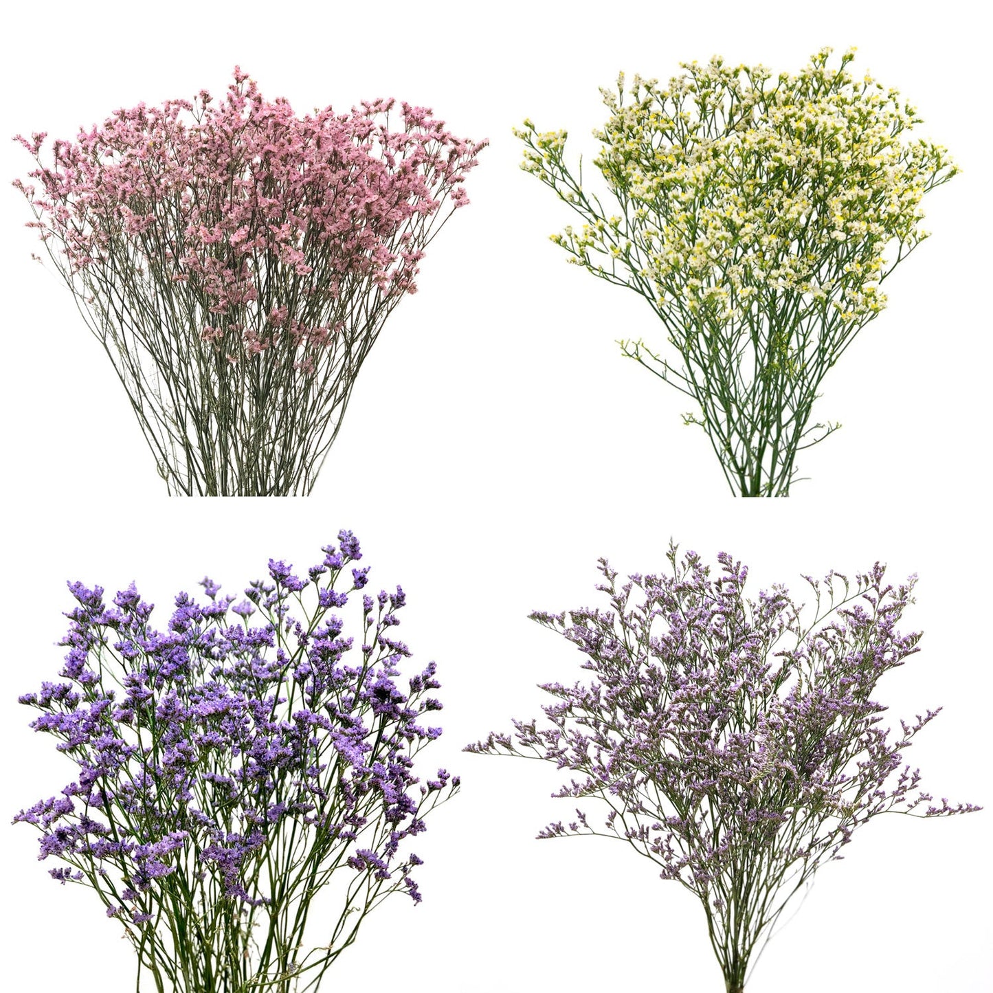 LIMONIUM - ASSORTED