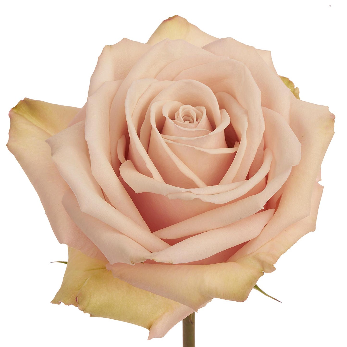 ROSE - BEIGE SAHARA SAND