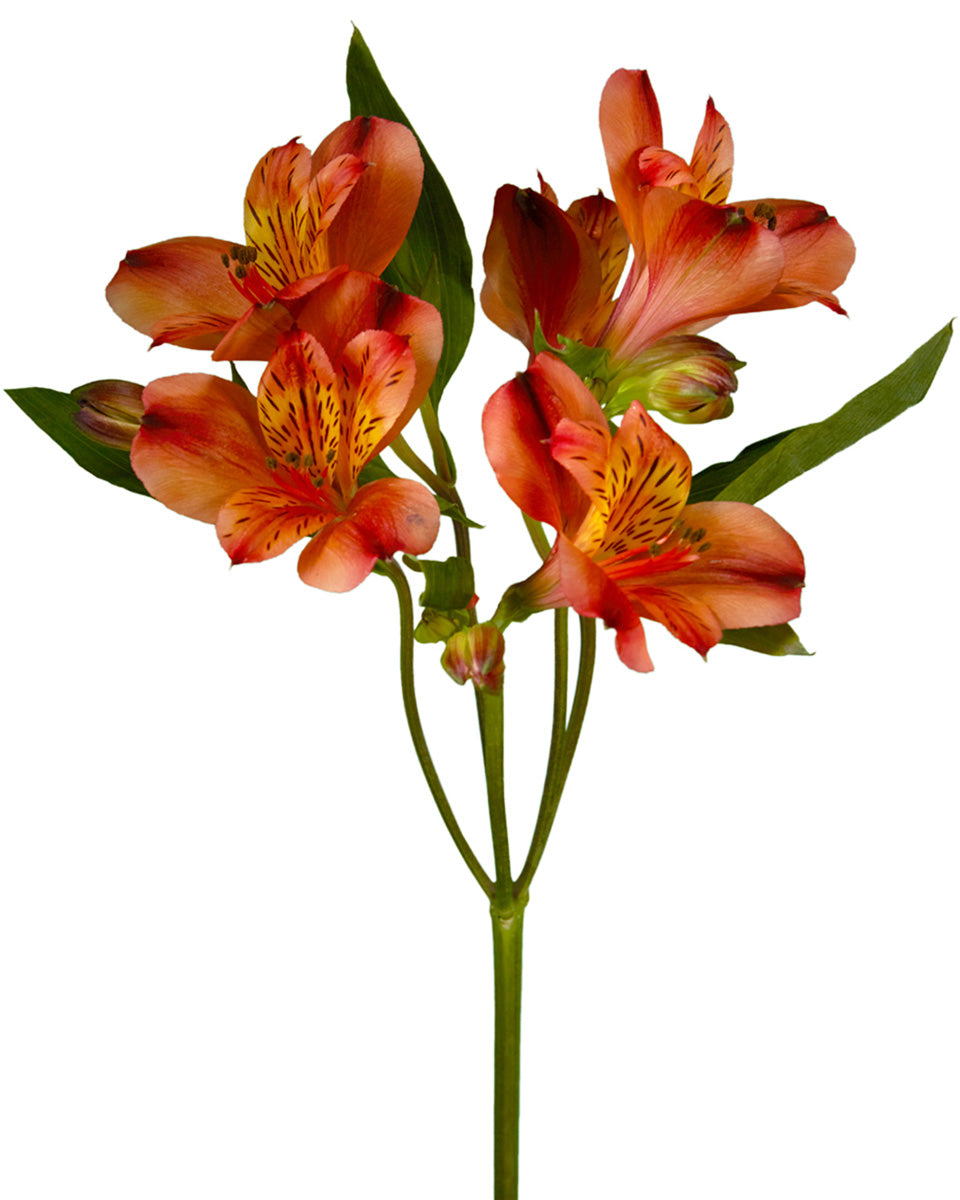 ALSTROEMERIA - RUST