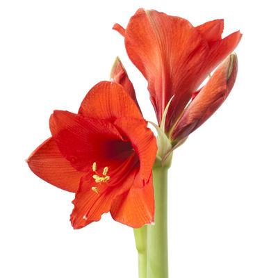 AMARYLLIS - RED