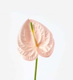 ANTHURIUM - BLUSH