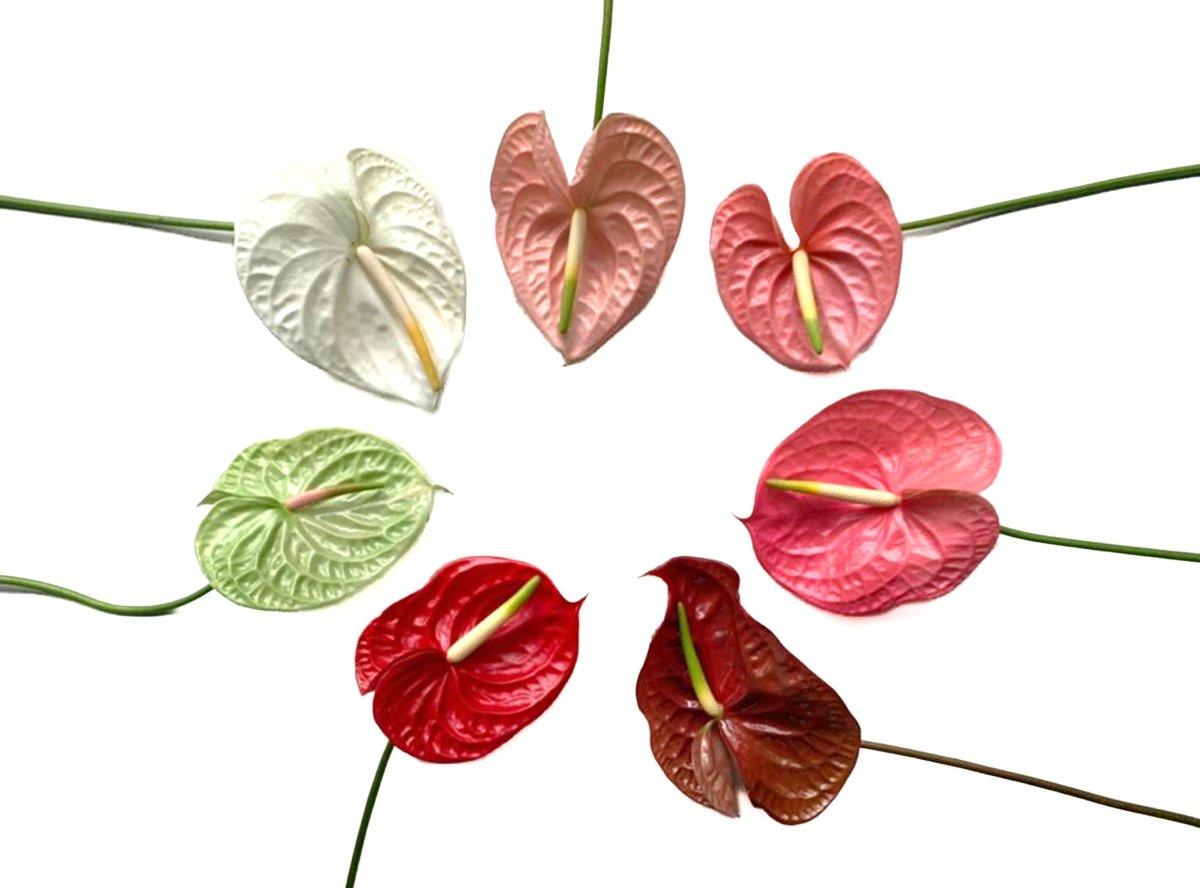 ANTHURIUM - ASSORTED