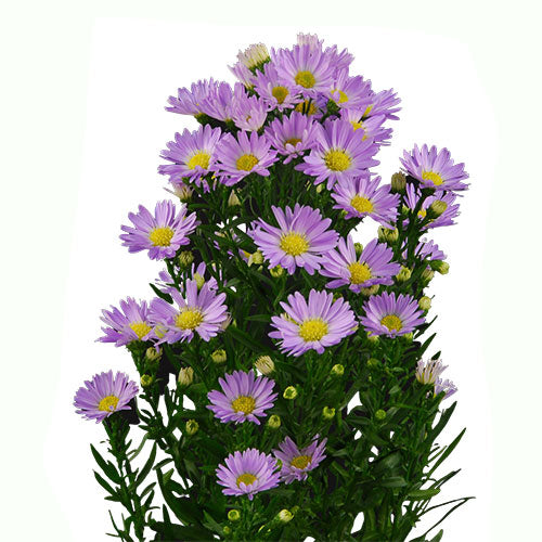 ASTER MONTECASINO - LAVENDER
