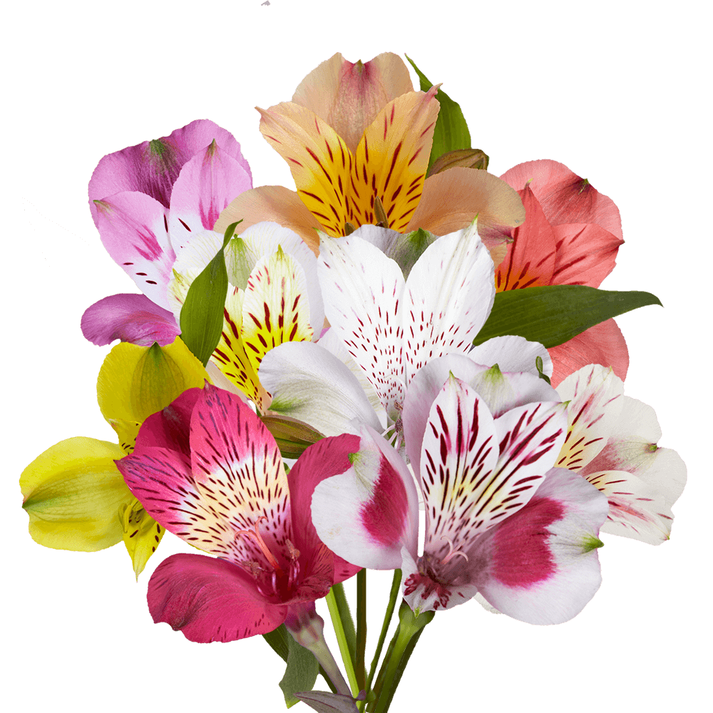 ALSTROEMERIA - ASSORTED S.O.