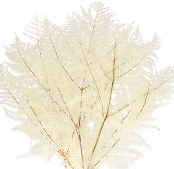 DRIED - BLEACHED BRACKEN FERN