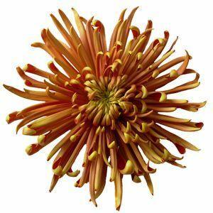 SPIDER MUM - BRONZE