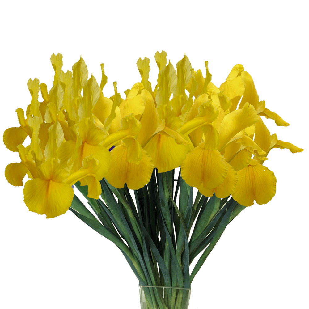 IRIS - YELLOW