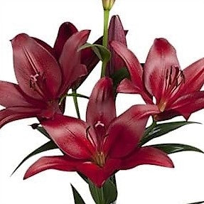 LILLIES - LA BURGUNDY