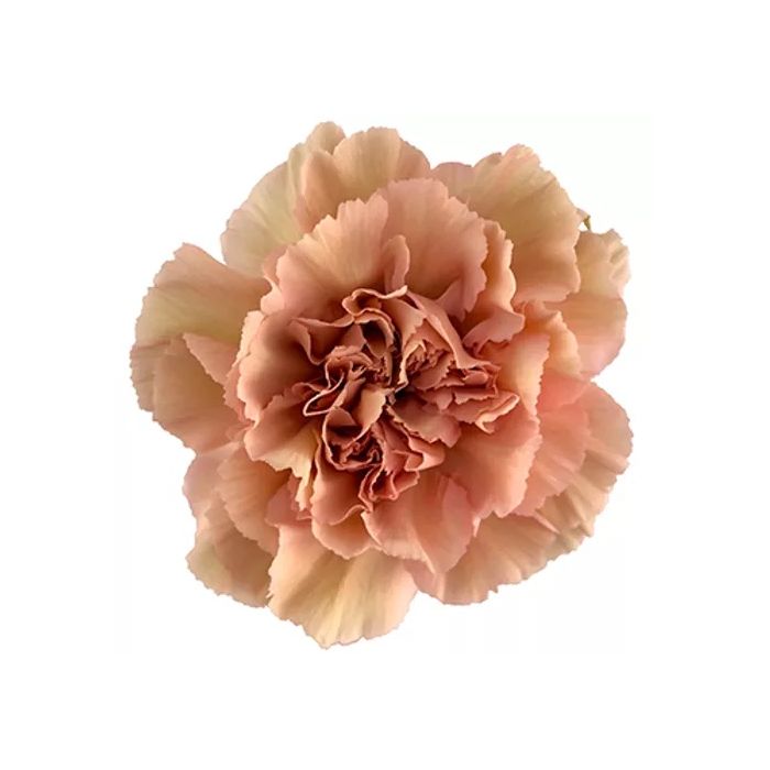 CARNATION - CARAMEL LEGGA MARRONE