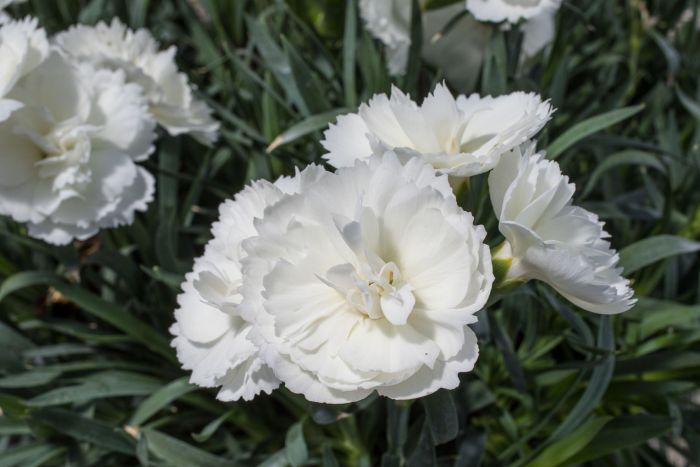 DIANTHUS - WHITE
