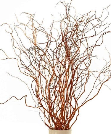 BRANCHES - CURLY WILLOW MEDIUM