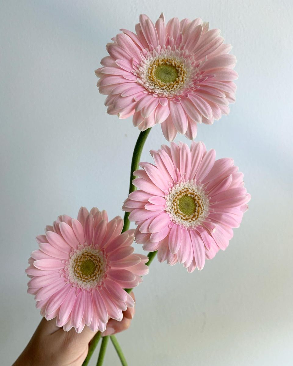 MINI GERBERA - LIGHT PINK