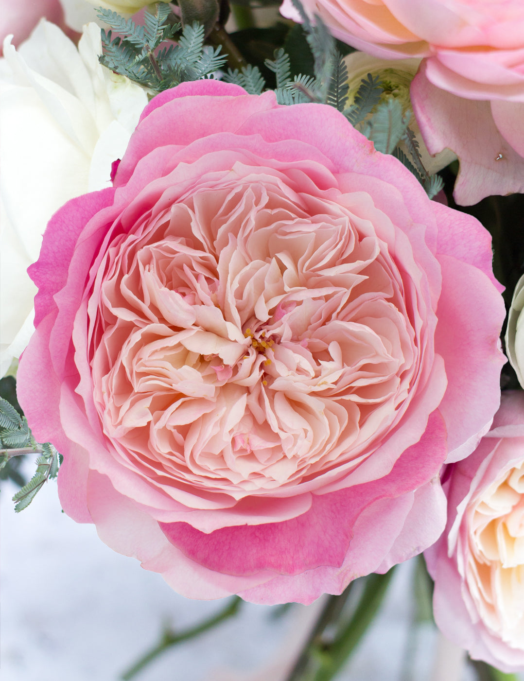 GARDEN ROSE - DAVID AUSTIN CONSTANCE
