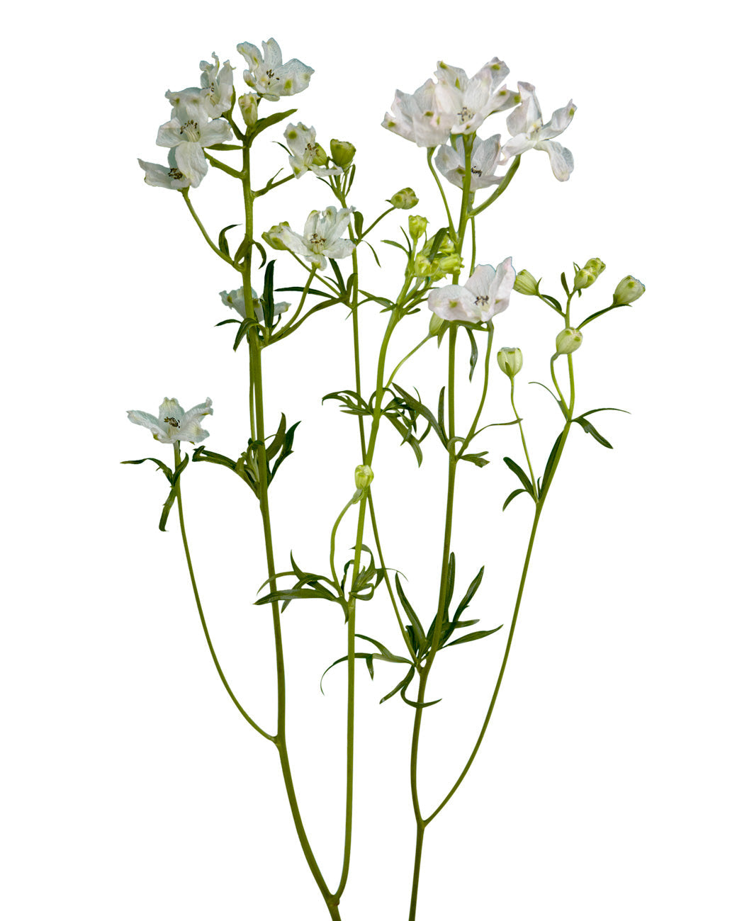 SPRAY DELPHINIUM - PINK