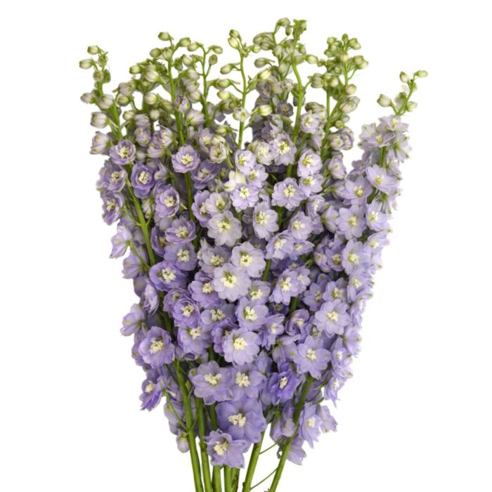 DELPHINIUM - HYBRID LAVENDER