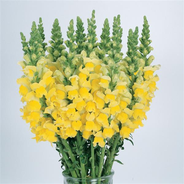 DELPHINIUM - ROYAL BLUE