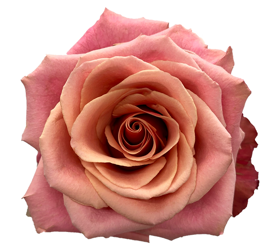 ROSE - PINK COLD BREW