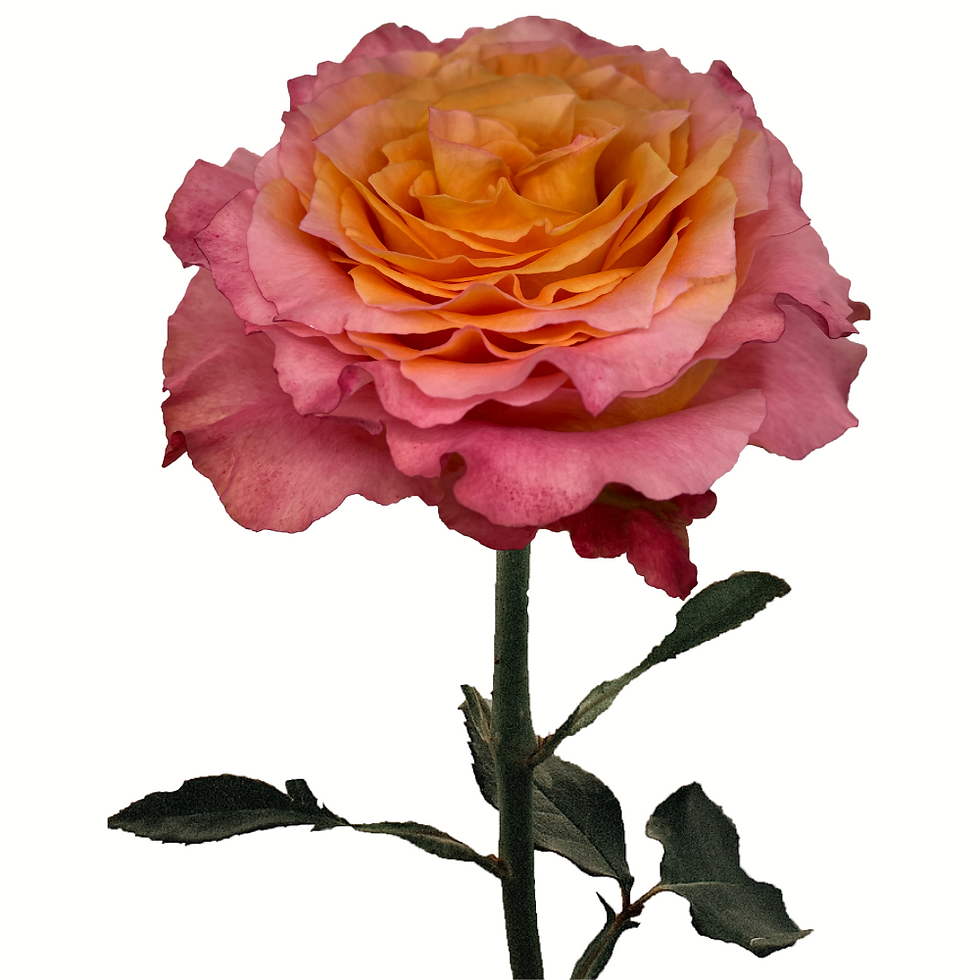ROSE - BICOLOR FREE SPIRIT 50 CM