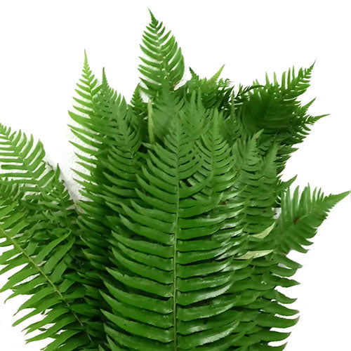 GREENERY - SWORD FERN