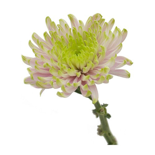 CREMON - LAVENDER/GREEN