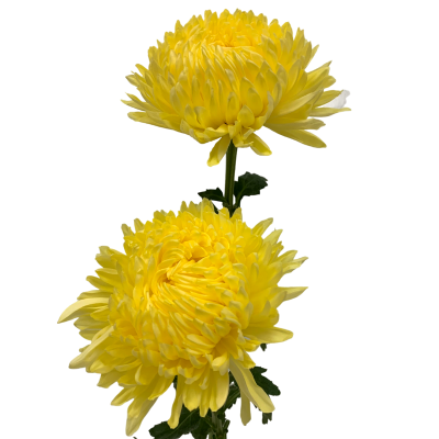 FOOTBALL MUM - YELLOW