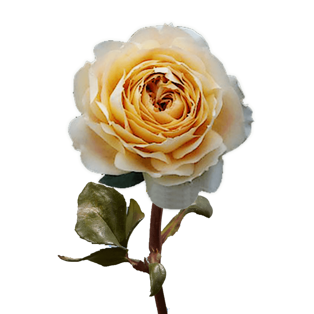GARDEN ROSE - CARAMEL ANTIQUE