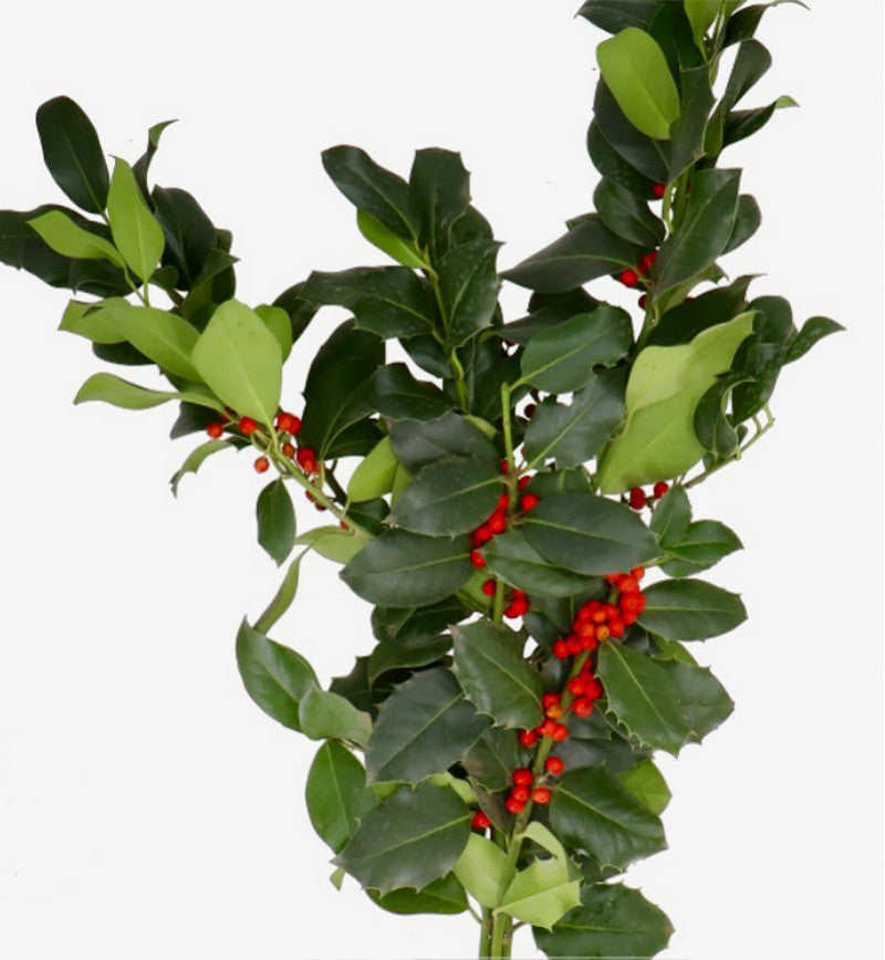 GREENERY - GREEN HOLLY