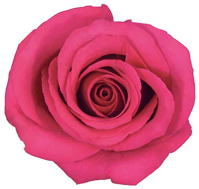 ROSE - HOT PINK HOT PRINCESS