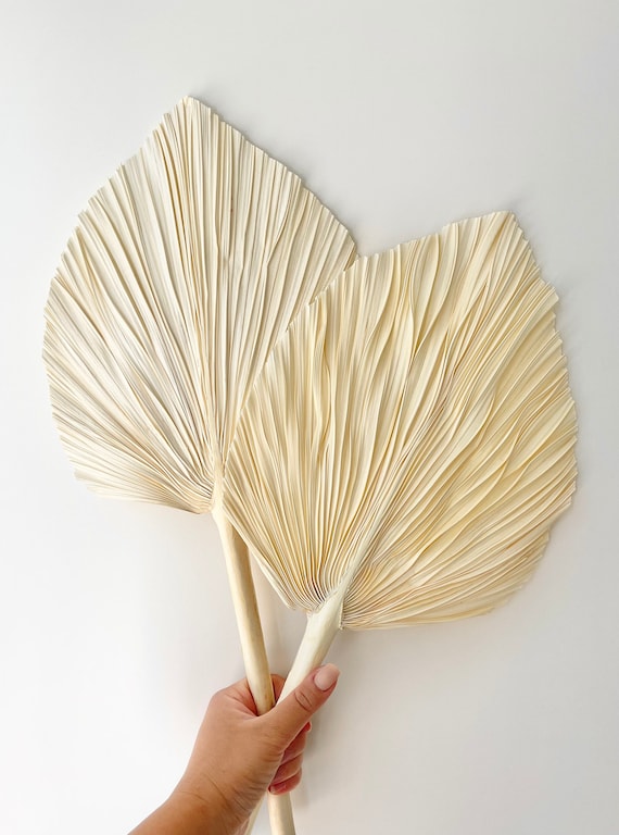 DRIED - BLEACHED PALM FAN