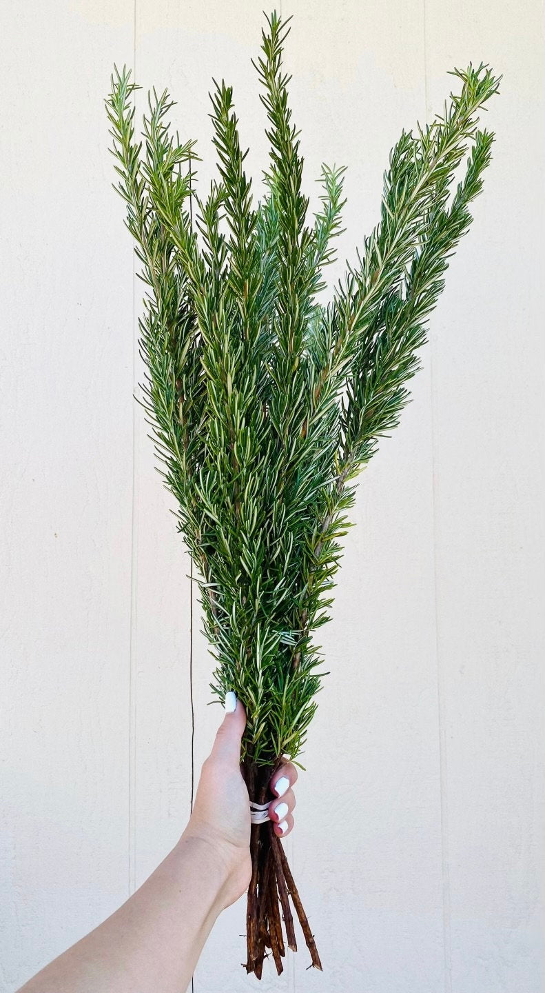 GREENERY - ROSEMARY
