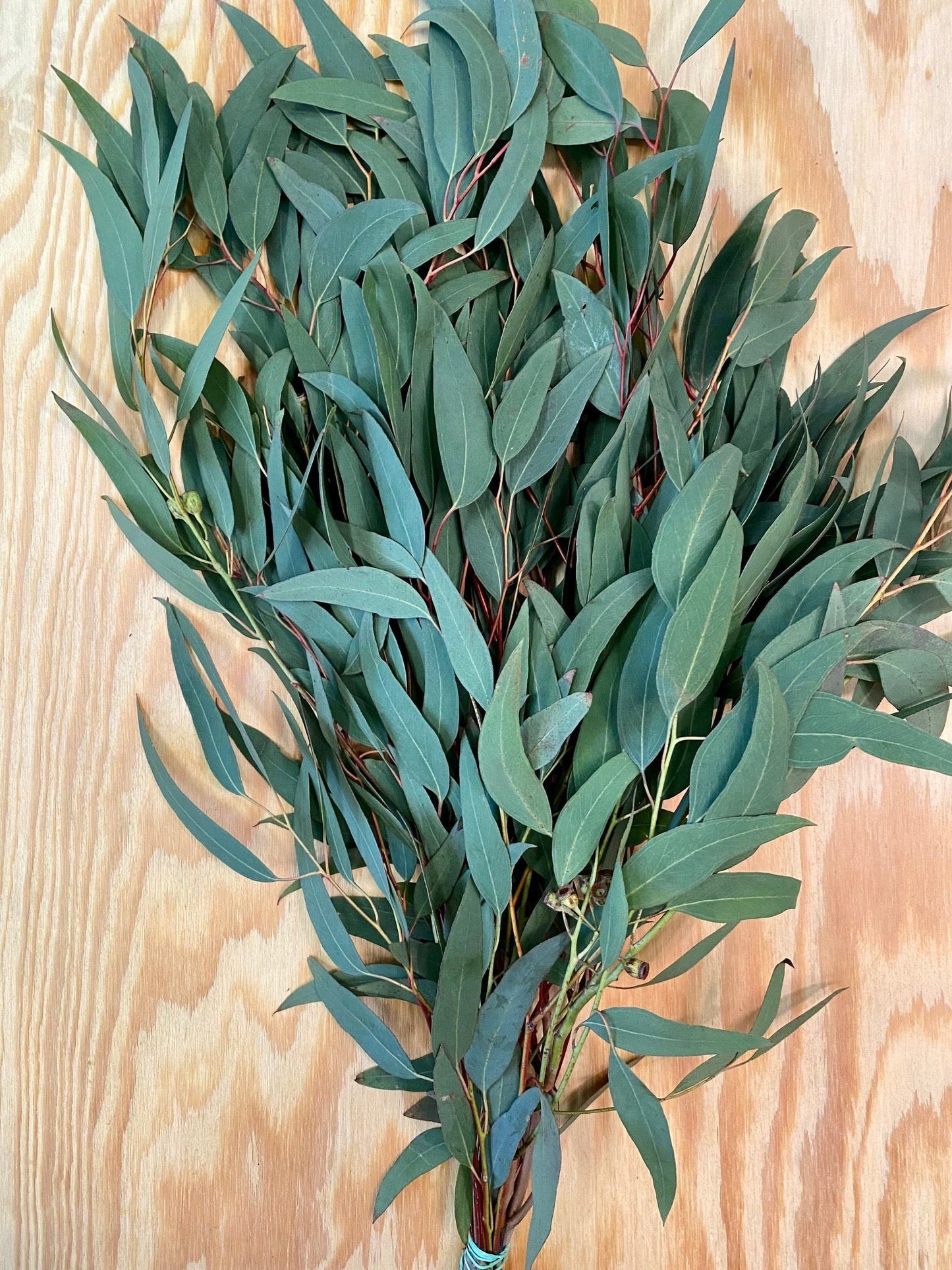 GREENERY - WILLOW EUCALYPTUS