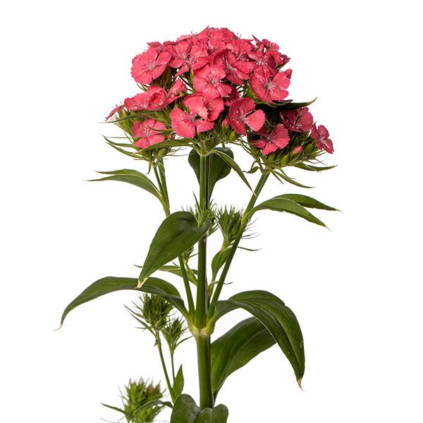 DIANTHUS - SALMON