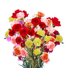 MINI CARNATION - ASSORTED